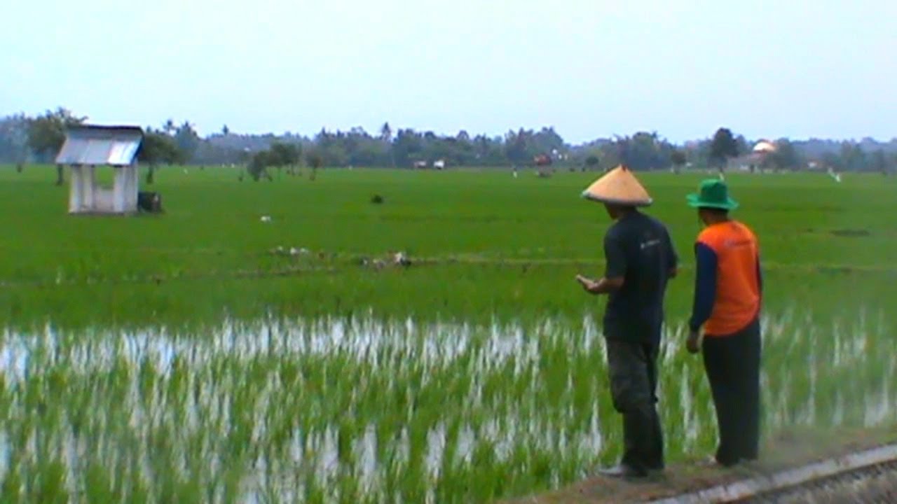 Lahan Pertanian di Jember Makin Menyusut 