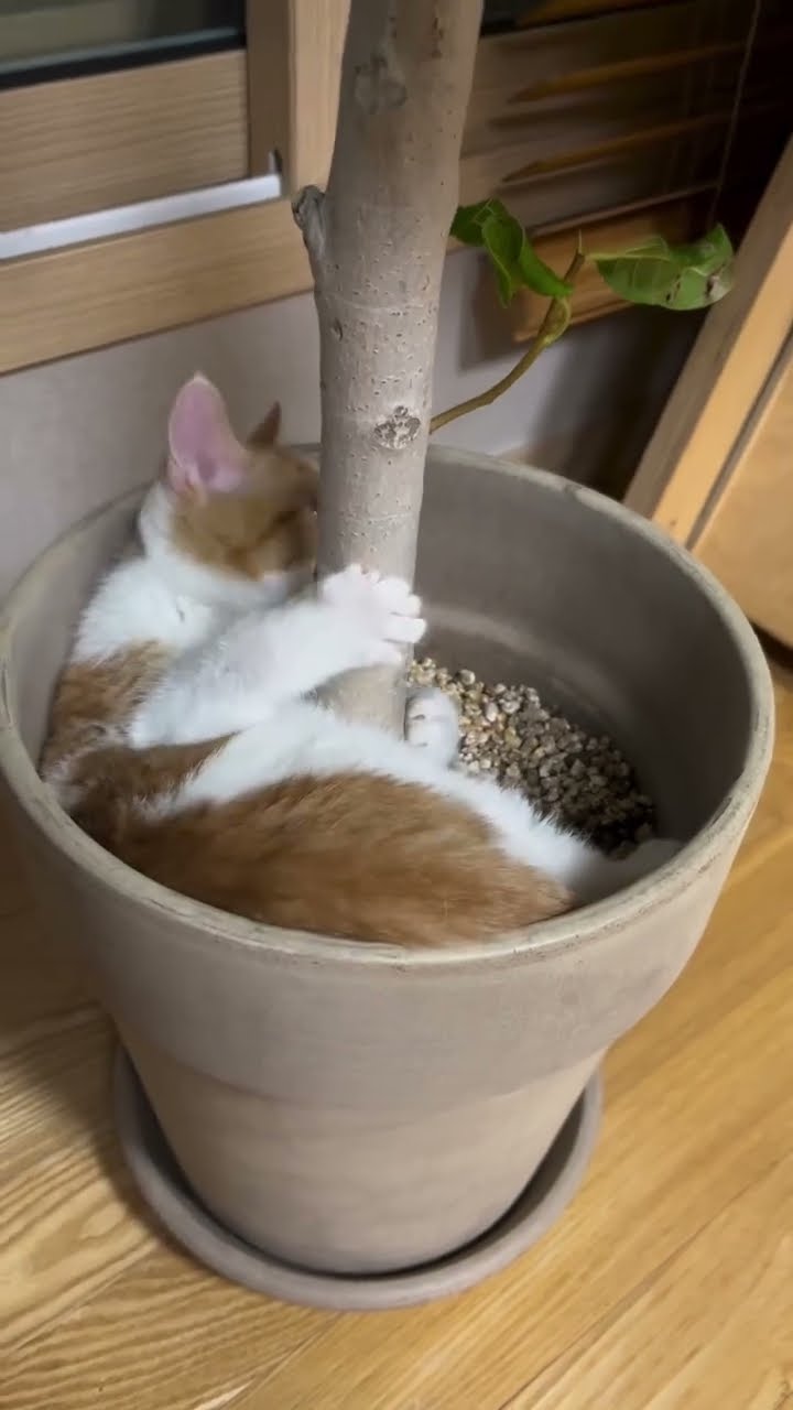 NEW VIDÉOS 2025 #cat