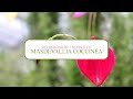 Diversidad de colores en Masdevallia coccinea | Alma del Bosque