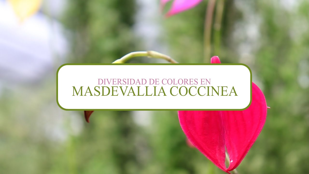 Diversidad de colores en Masdevallia coccinea | Alma del Bosque