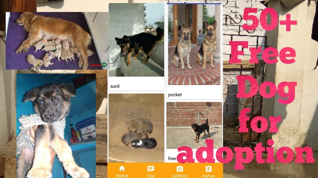 50+ free dog for adoption with owner contact number please watch