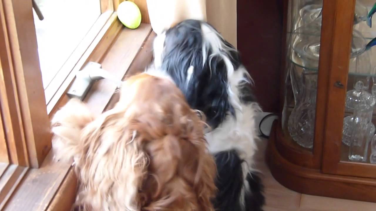 BlackFire Easter Egg Hunt 2014