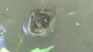 Backyard Bridge Video: Big Female Diamondback Water Snake