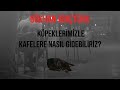 Köpeklerle Kafeye Nasıl Gidebiliriz?