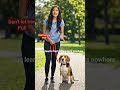 Here's why your dog shouldn't pull the leash.