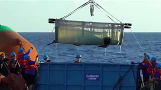 Historical Pilot Whale Return | SeaWorld Orlando