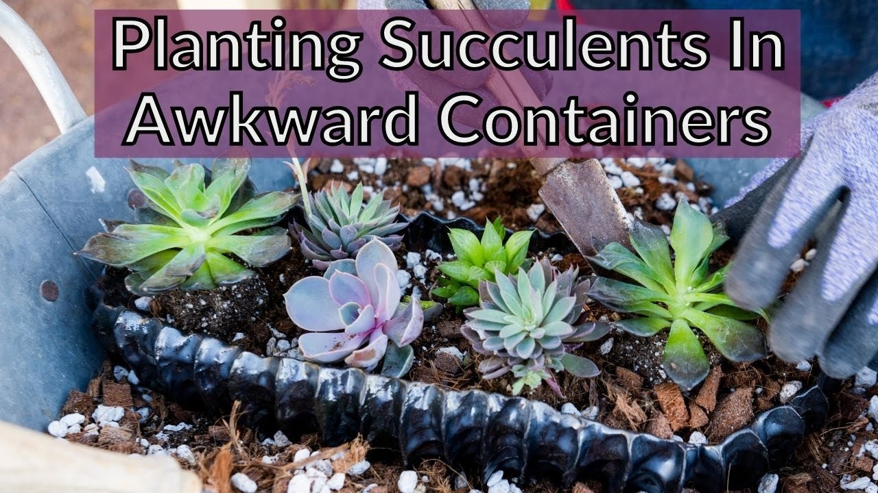 PLANTING SUCCULENTS IN A SHALLOW SUCCULENT PLANTER/JoyUsGarden YouTube