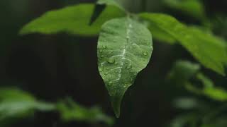 Soothing, Calming Music | 10 Minutes of Mindfulness