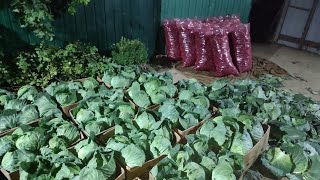 Редиска Капуста На Рынок Великие Копани
