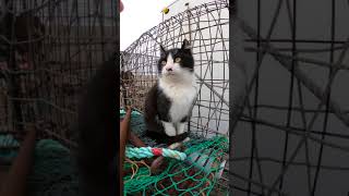 漁港で遊ぶ猫ちゃん ～Cat playing fishing port～