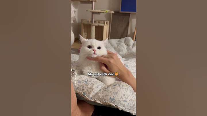 Cat's behavior towards Brother vs Dad💔❤️ #shorts #cat #funny