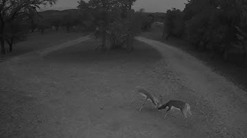 Reolink Captures: Blackbuck Brawl