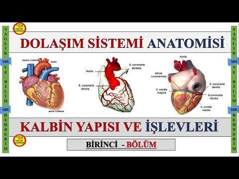 1-Dolaşım Sistemi Anatomisi , Kalbin Odacıkları , Kapakçıkları , Uyarı ve İleti Sistemi Konuanlatımı