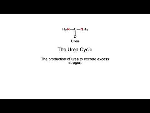 The Urea Cycle