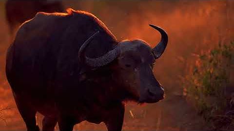 Pure Visual Art | Dolby Vision OLED Demo in Stunning 4K HDR