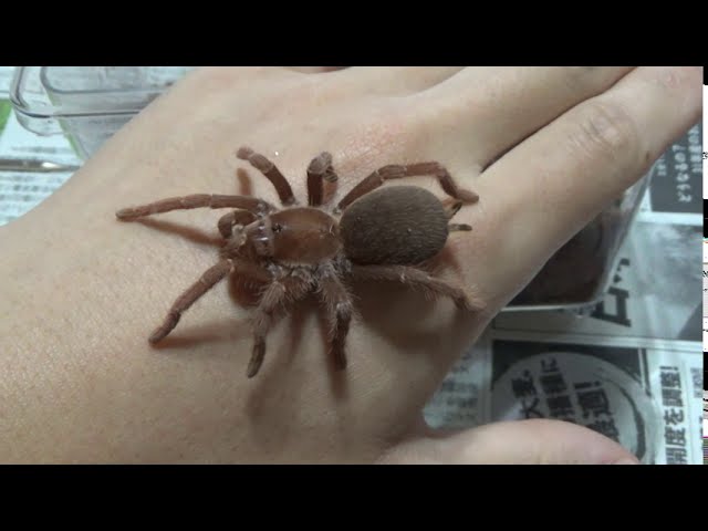 タランチュラが届きました Brachypelma Boehmei メキシカン ファイアーレッグ By タツヤ タランチュラが届きました Brachypelma Boehmei メキシカン ファイアーレッグ By タツヤ
