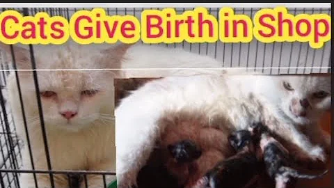 Watch the video about Persian Cats Variety in College Road Rawalpindi Pakistan @petsandanimal8740