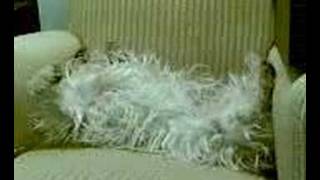 Sleepwoofing Hunt Terrier