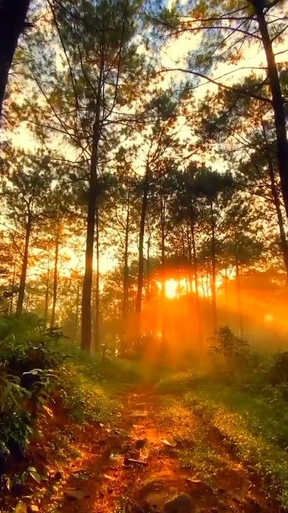 Status WhatsApp & Instagram 30 Detik | Story Wa Selamat Pagi | Beautiful sunrise in the morning