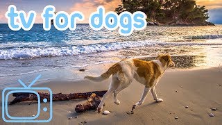 Tv For Dogs How To Relax My Dog Tv With Calming Music