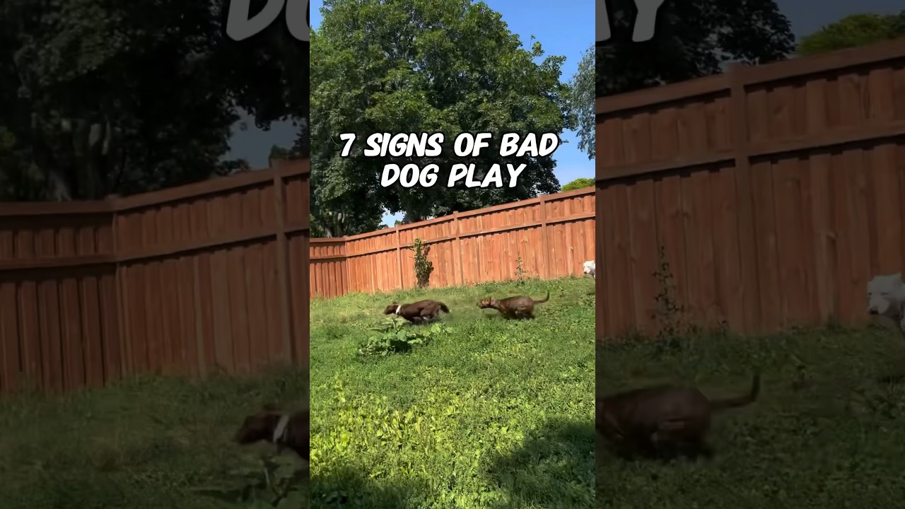 7 signs of BAD dog play. Dog fights & behavior training tips. 
