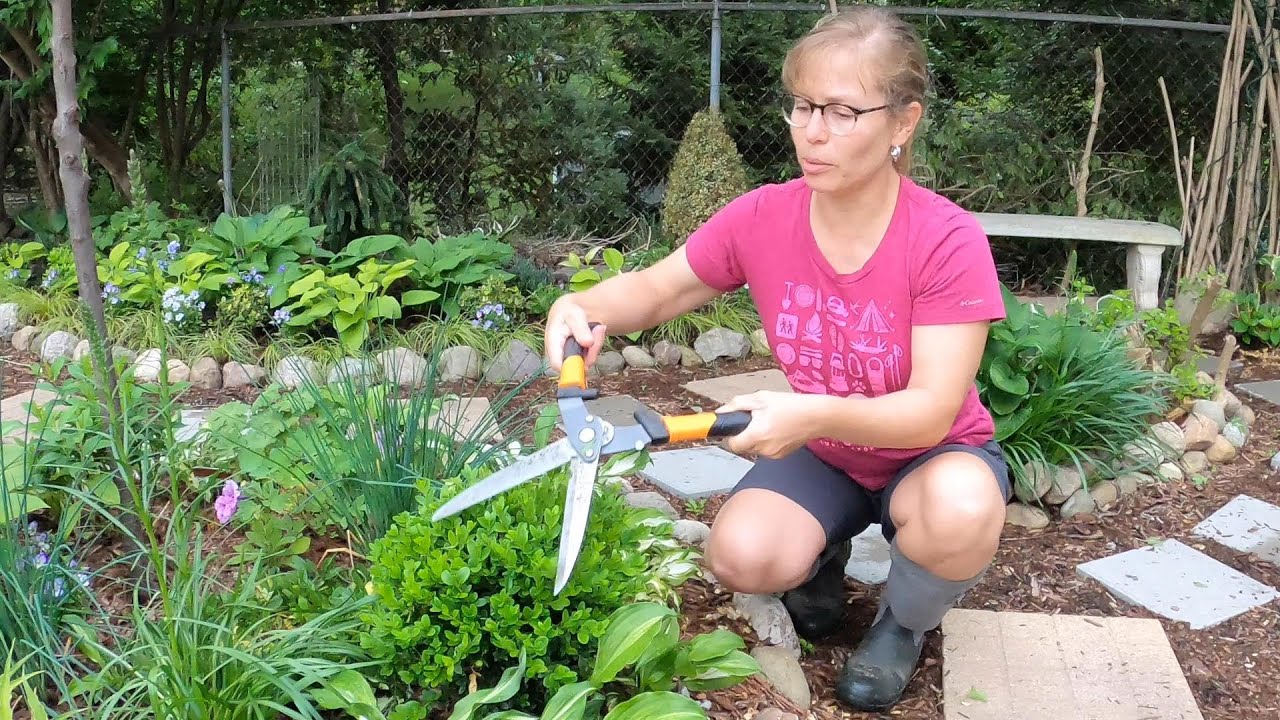 How to Shape and Prune Boxwood ️💚👩‍🌾// Suburban Oasis June 2021 - YouTube