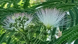 Harvesting Mimosa; The Happiness Tree