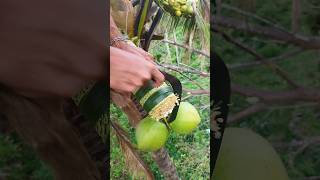 Make natural wine from Coconut tree cutting Coconut flower 🔪🌹🌴 #coconutwine #coconut #wine #toddy
