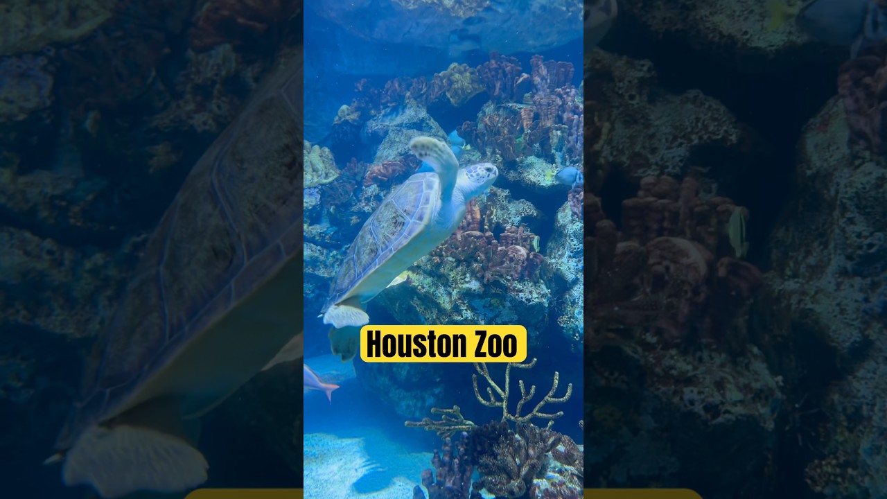 Turtles at Houston Zoo 
