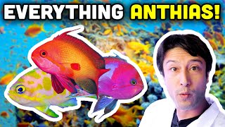 Talking Fish: Anthias! Tips and Tricks for These Special Fish!