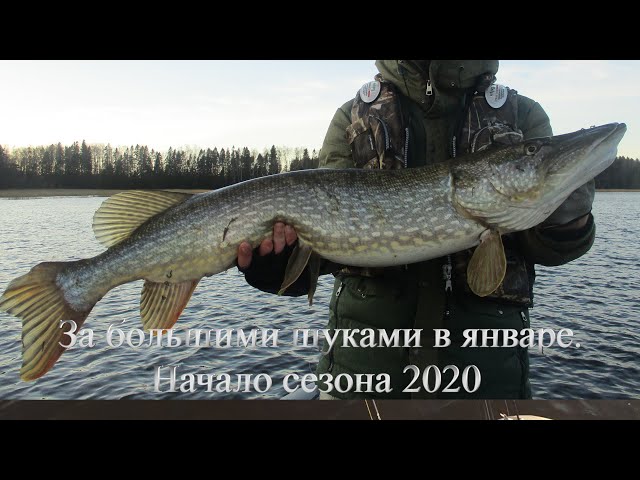 За большими щуками в январе. Открытие сезона 2020