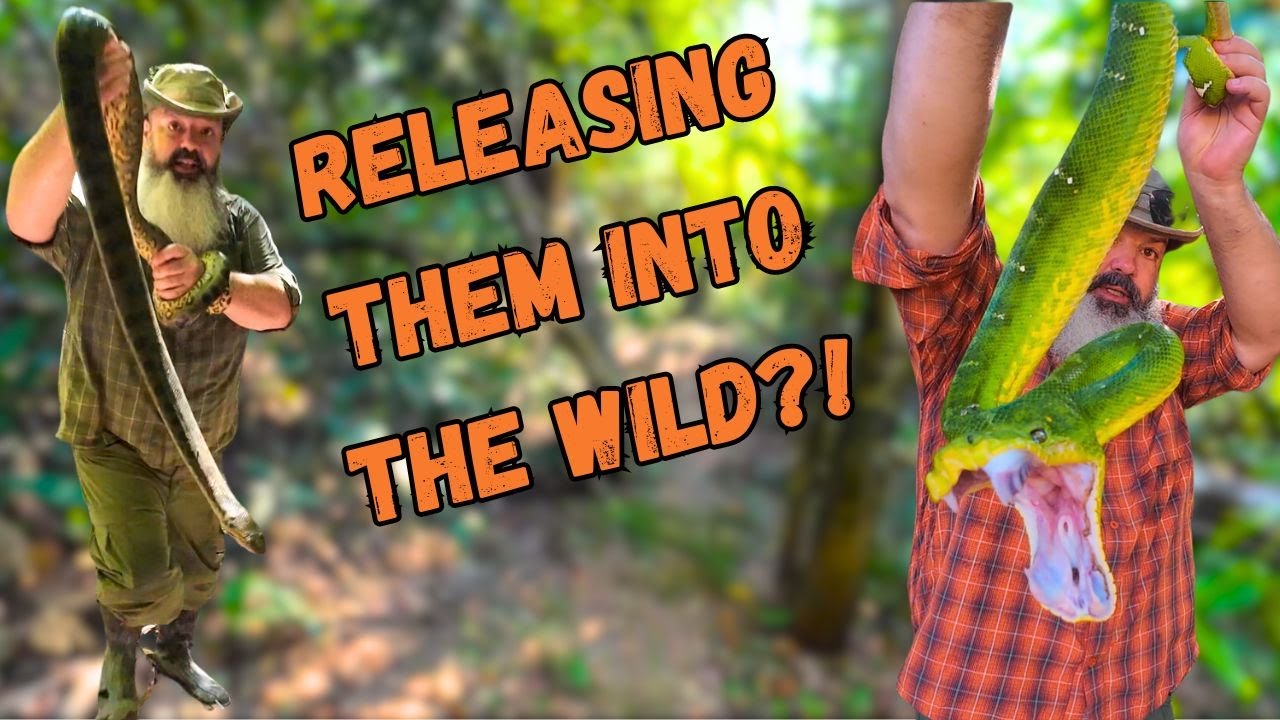Я купил всех змей у экспортера из джунглей Амазонки, чтобы просто выпустить их на волю!