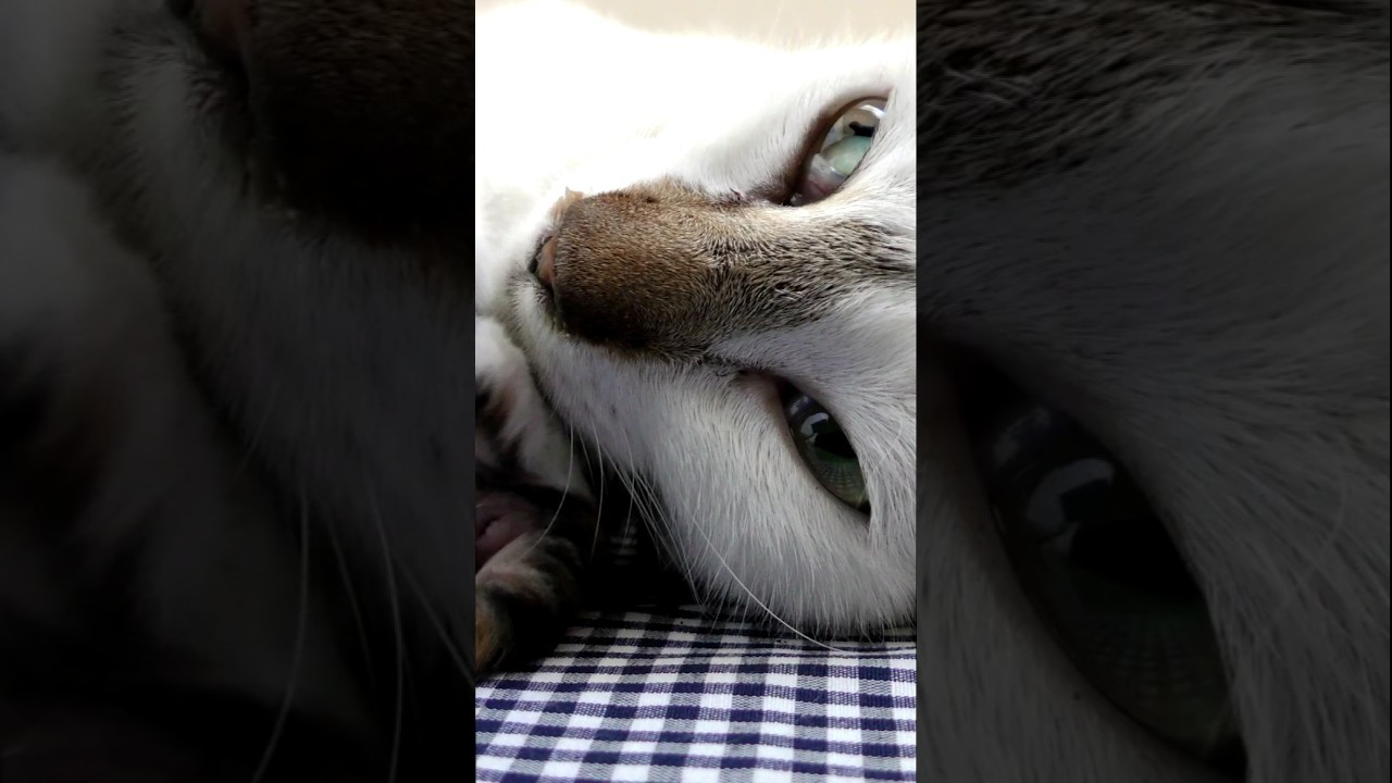 Why Do Cats Knead With Their Paws? 😻🐈🐾