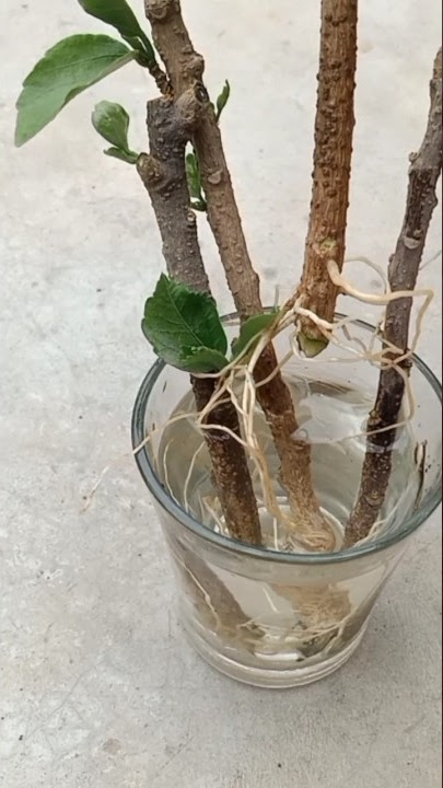 how to grow hybrid hibiscus 🌺 plant in water.hibiscus cutting.