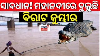 Crocodile News| ସାବଧାନ୍  Cuttack Mahanadiରେ ବୁଲୁଛି କୁମ୍ଭୀର | Crocodile Attack | Mahanadi River