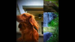 The best pets #edit #mybunny #cat #cute #animals #mycuterabbit #dog #pets