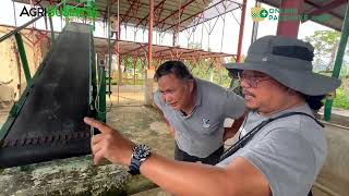 Amazing Natural Rubber Farm - Rubber Semi-Processing in Basilan!