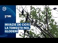 Invazie de ciori la tometii noi glodeni