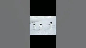 penguin waving wings on the snow in Antarctic birds in Antarctic white background video