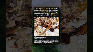 MASTERS OF UNDERWATER CAMOUFLAGE