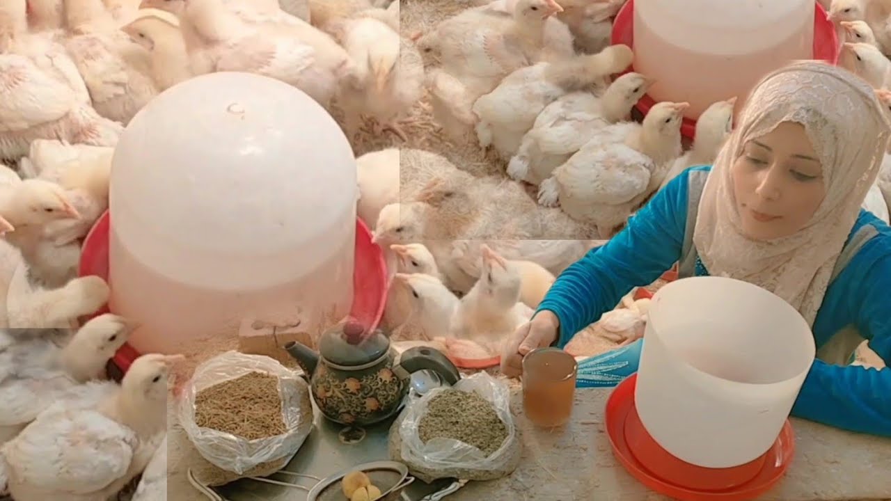 عمر الفراخ ١٢ يوم بدون علاج بيطرى مشروب هيقضى على جميع انواع الاسهال الفراخ البيضة بالطريقة الصحيحة