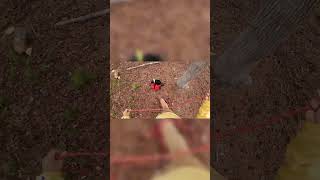 Two People, One Rope, One Perfect Tree Drop #diy #shorts