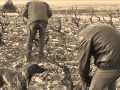 Taille de la vigne avec les outils ancestraux