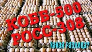 КОББ-500 Чехия и Росс-308 Чехия 🔥 Какой бройлер лучше