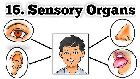 Sensory Organs | std 3| lesson 16 | Maharashtra State Board