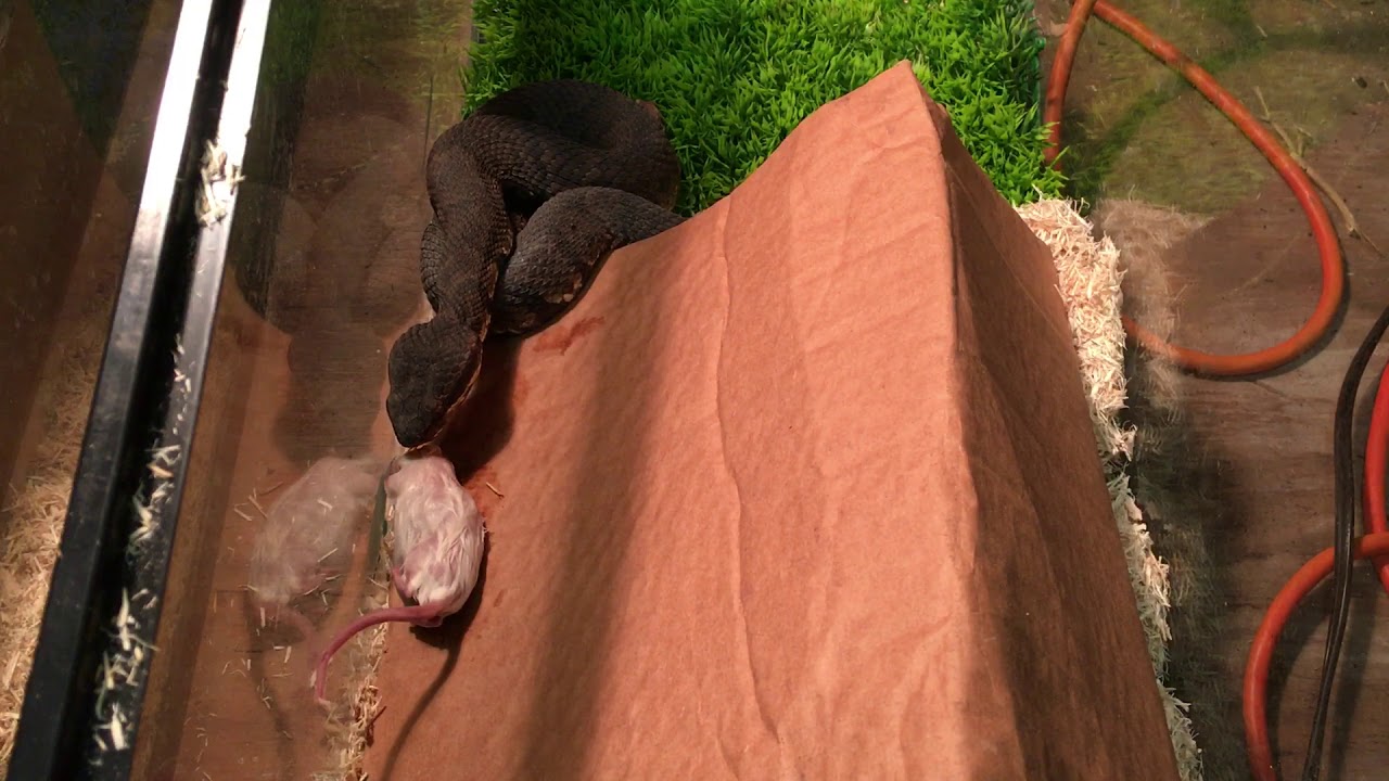 water moccasin vs cottonmouth Cottonmouth Eats A Mouse.