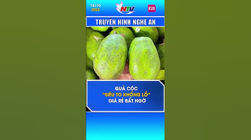 Quả cóc “siêu to khổng lồ” giá rẻ bất ngờ