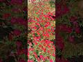 Linum लाइनम flower #gardening #flowerarrangement #garden