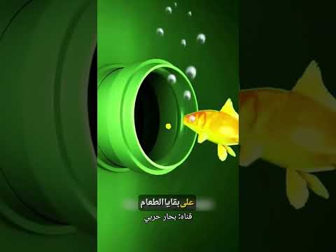 مستحيل تصدق سمكة صمدت 7 سنوات في خزان صيد بحري     