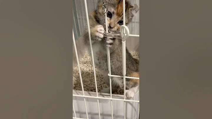 Watch the video about [May tomorrow bring me happiness] Rin-chan #kitten #cat #life with a cat #American Curl